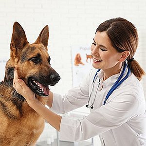 Veterinarian examining a German shepherd dog in a clinic